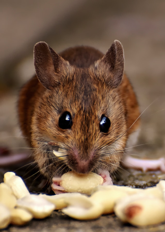 Jak zwalczyć szczury i myszy?